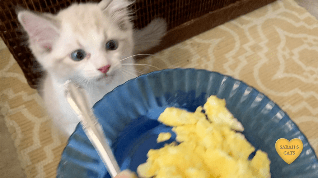 Treasure Loves Scrambled&nbsp;Eggs