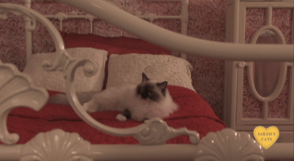 Cats on TV Cats Decorating for Christmas TV&nbsp;Show
